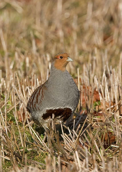 CK-4608 Grey Partridge - male standing in winter stubble with Autumn leaves