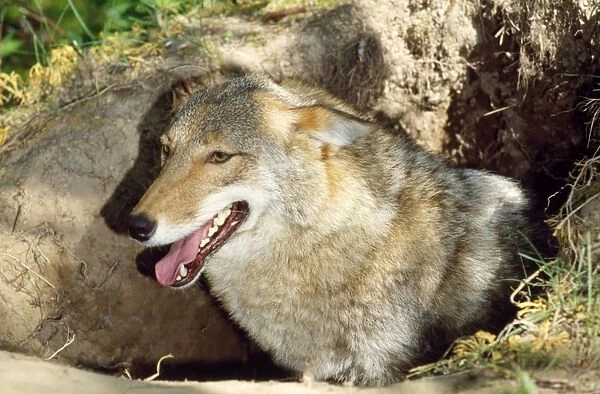 CLA-687 COYOTE - mother at den