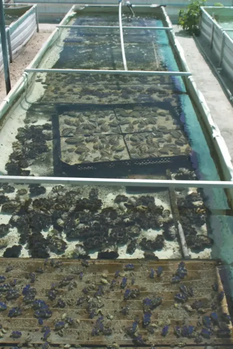 Framed Print : Clam Farm - Trays of Tridacna maxima foreground. On West island Cocos (Keeling) Islands, Indian Ocean Framed Print : Clam Farm - Trays of Tridacna maxima foreground. On West island Cocos (Keeling) Islands, Indian Ocean