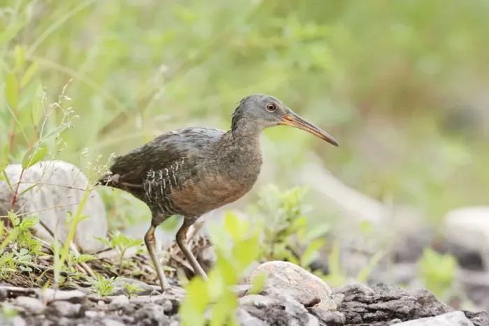Framed Print : Clapper Rail. CT, USA in June