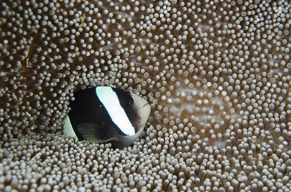 Clark's Anemonefish - in Sea Anemone (Stichodactyla sp) - Laha dive site, Ambon, Maluku (Moluccas), Indonesia Date: 24-Jul-19