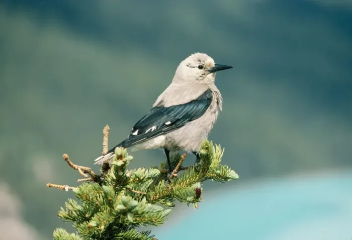 Framed Print : Clark's Nutcracker Framed Print : Clark's Nutcracker