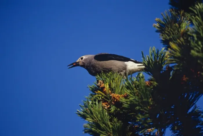 Framed Print : Clark's Nutcracker - harvesting seed from Whitebark pine tree. Subalpine meadow. Pacific Northwest, Mount Rainier National Park, Washington, USA. B7967 Framed Print : Clark's Nutcracker - harvesting seed from Whitebark pine tree. Subalpine meadow. Pacific Northwest, Mount Rainier National Park, Washington, USA. B7967