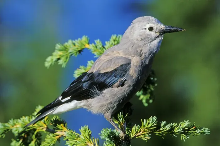 Framed Print : Clark's Nutcracker - sitting in top of hemlock tree Crater Lake National Park, Oregon, USA. B8046 Framed Print : Clark's Nutcracker - sitting in top of hemlock tree Crater Lake National Park, Oregon, USA. B8046