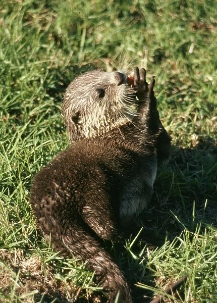 Clawless Otter