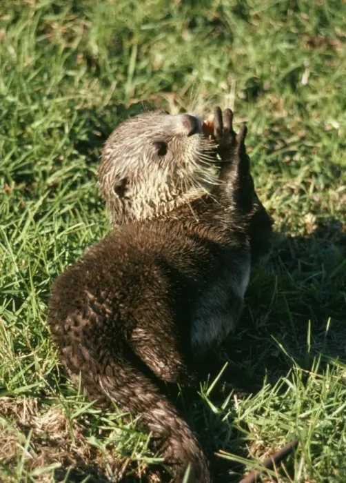Framed Print : Clawless Otter Framed Print : Clawless Otter
