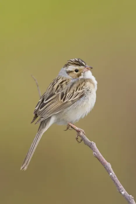 Framed Print : Clay-colored Sparrow - Connecticut USA - May