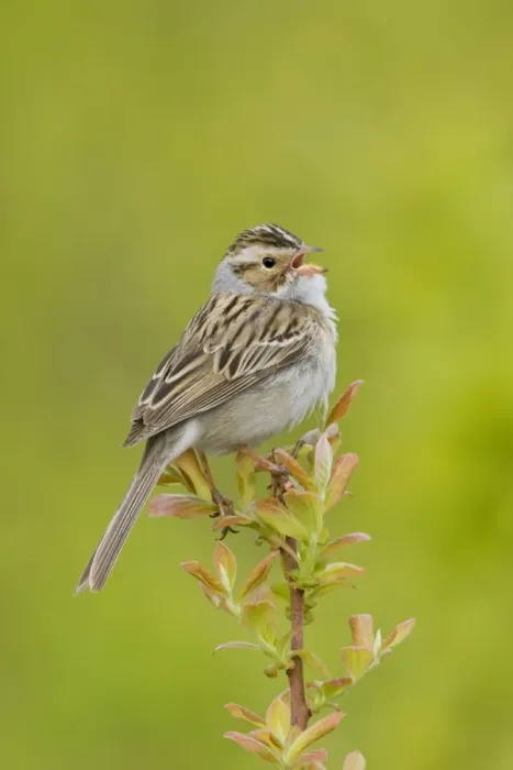 Framed Print : Clay-colored Sparrow - Singing - Connecticut USA - May Framed Print : Clay-colored Sparrow - Singing - Connecticut USA - May