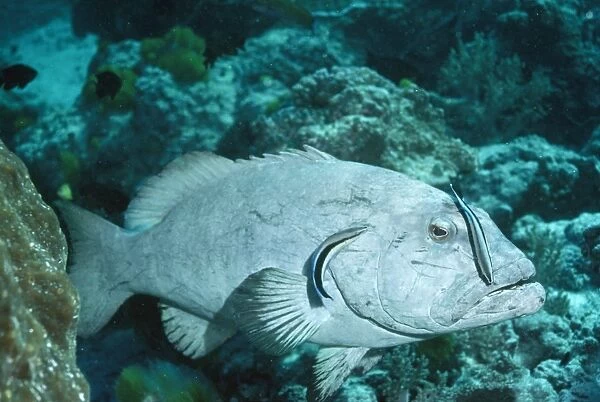 Cleaner Fish - on Coral Cod Great Barrier Reef. Australia