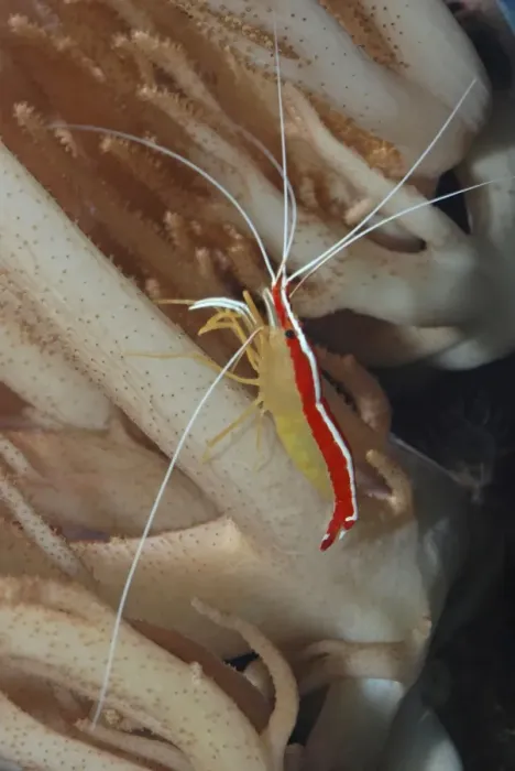 Framed Print : Cleaner Shrimp - tropical coral reefs