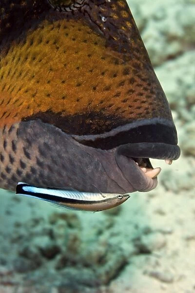 Cleaner Wrasse - cleaning Titan Triggerfish (Balistoides sp. ) - Maldives