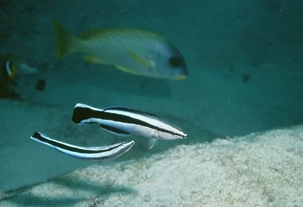 Cleaner Wrasse - mating display