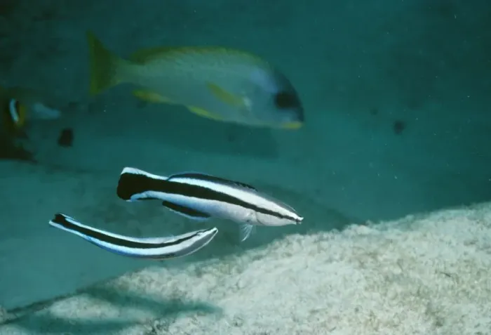 Framed Print : Cleaner Wrasse - mating display Framed Print : Cleaner Wrasse - mating display