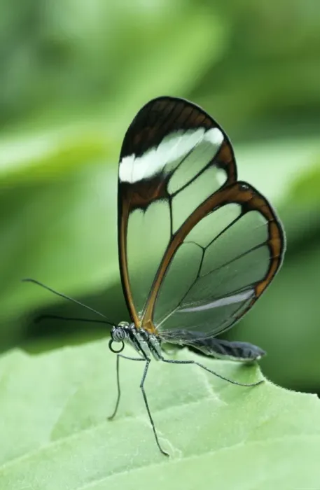 Framed Print : Clearwing Butterfly South America Framed Print : Clearwing Butterfly South America