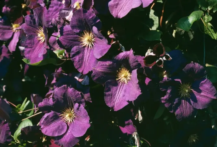 Framed Print : Clematis. APP-1086. Clematis. Jackmanii superba Framed Print : Clematis. APP-1086. Clematis. Jackmanii superba
