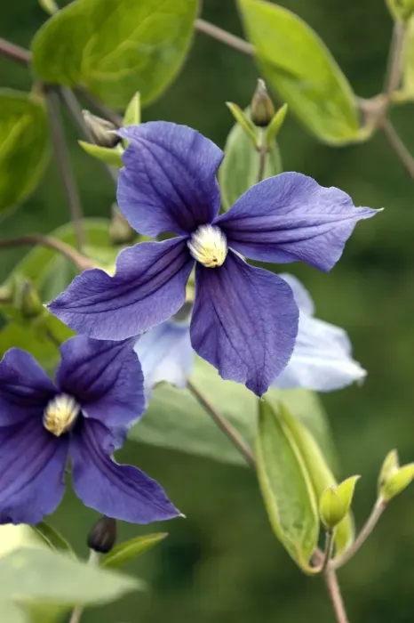 Framed Print : Clematis Durandii East Sussex Garden, UK