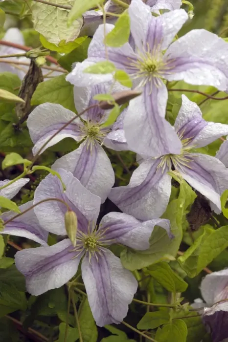 Framed Print : Clematis Emilia Plater East Sussex Garden, UK