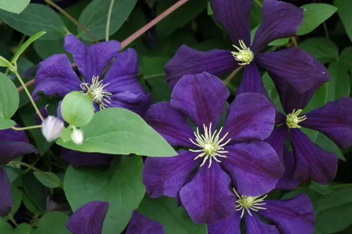 Framed Print : Clematis Etoile Violette - Set against the high wall within the walled garden in this Hampshire garden, UK This variety belongs to the Vitichella Group, is hardy and disease resistant. July Framed Print : Clematis Etoile Violette - Set against the high wall within the walled garden in this Hampshire garden, UK This variety belongs to the Vitichella Group, is hardy and disease resistant. July