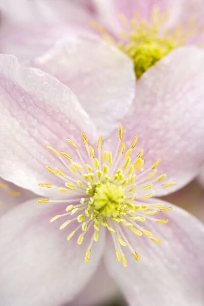 Clematis Flowers Norfolk UK