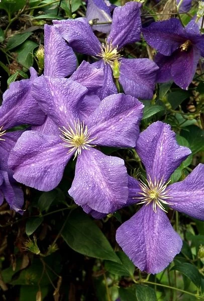 Clematis jackmanii have Clematis viticella parentage - a strong growing variety which flowers from summer to late Autumn. Kent garden in August. UK