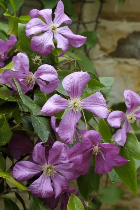 Framed Print : Clematis Margot Kester East Sussex Garden, UK Framed Print : Clematis Margot Kester East Sussex Garden, UK