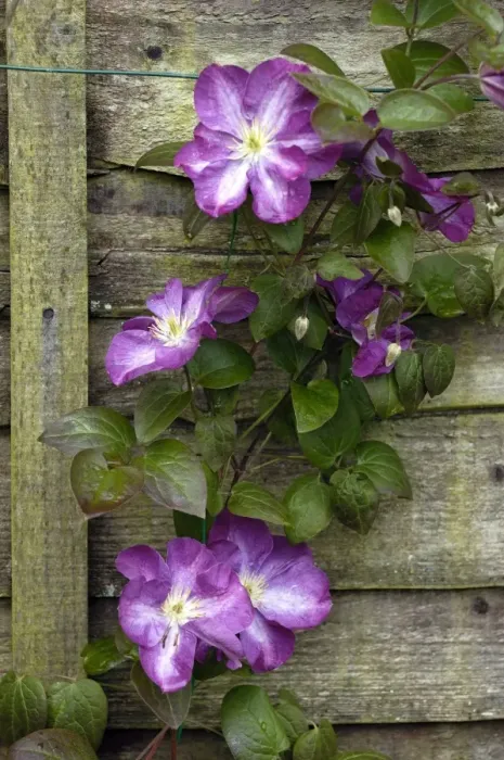 Framed Print : Clematis Miniseelik East Sussex Garden, UK Framed Print : Clematis Miniseelik East Sussex Garden, UK