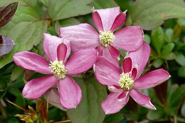 Clematis montana ' Broughton Star' West Sussex garden, UK. May. An unusual free-flowering, two-toned variety