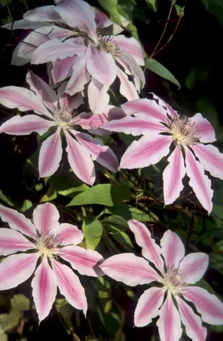 Framed Print : Clematis - Nelly Moser Belgium Framed Print : Clematis - Nelly Moser Belgium