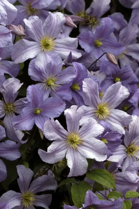 Framed Print : Clematis Prince Charles Kent Garden, UK Framed Print : Clematis Prince Charles Kent Garden, UK