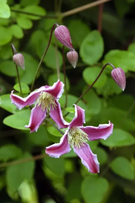 Framed Print : Clematis Texen ss. Etoile Rose East Sussex Garden, UK Framed Print : Clematis Texen ss. Etoile Rose East Sussex Garden, UK