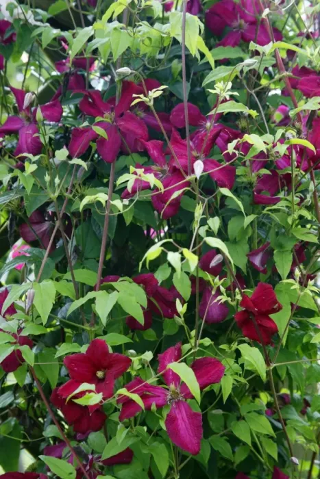 Framed Print : Clematis - Ville de Lyon growing in garden, Lower Saxony, Germany Framed Print : Clematis - Ville de Lyon growing in garden, Lower Saxony, Germany