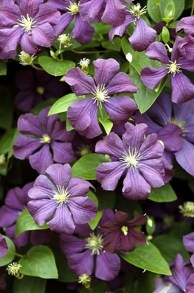 Clematis Viticella 'Etoile Violette' East Sussex garden, UK