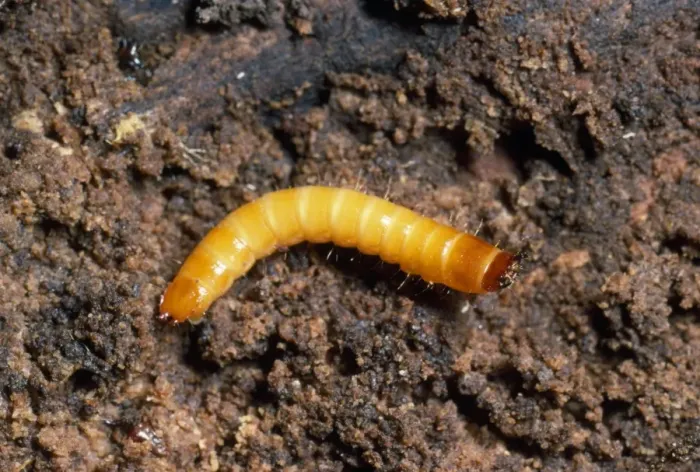 Framed Print : Click Beetle Larva - garden wireworm UK Framed Print : Click Beetle Larva - garden wireworm UK
