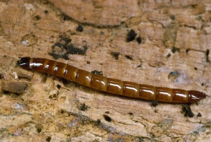 Framed Print : Click Beetle Larva - garden wireworm UK Framed Print : Click Beetle Larva - garden wireworm UK