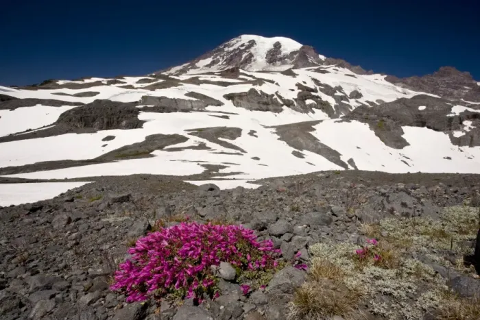 Framed Print : Cliff Penstemon (Penstemon rupicola) high on Mount Rainier, Cascade Mountains, Washington Framed Print : Cliff Penstemon (Penstemon rupicola) high on Mount Rainier, Cascade Mountains, Washington
