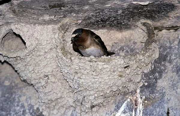 Cliff Swallow - in nest