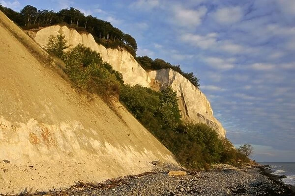 Cliffs of Moen steep chalk cliffs and pebble beach Mons Klint, Moen Peninsula, Denmark