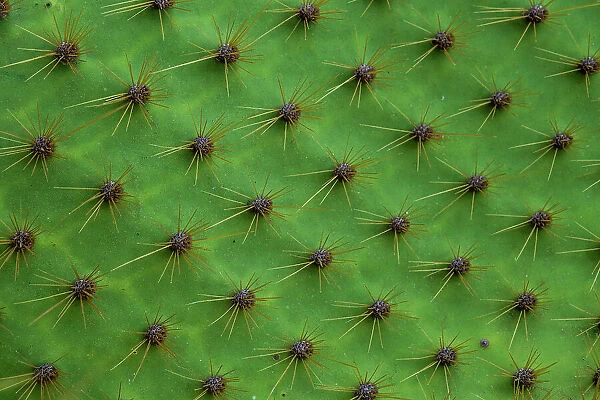 Close up of a cactus, South Plaza Island, Galapagos islands, Ecuador. Date: 03-11-2017