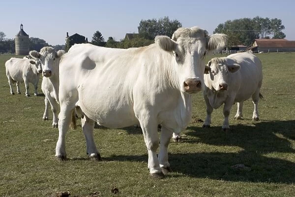 Close up of Charolais cattle, France