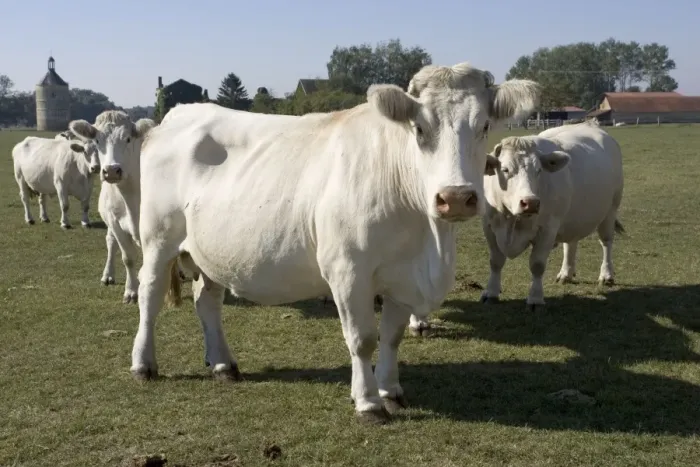 Framed Print : Close up of Charolais cattle, France Framed Print : Close up of Charolais cattle, France