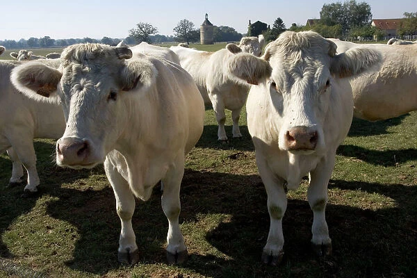 Close up of Charolais cows, France