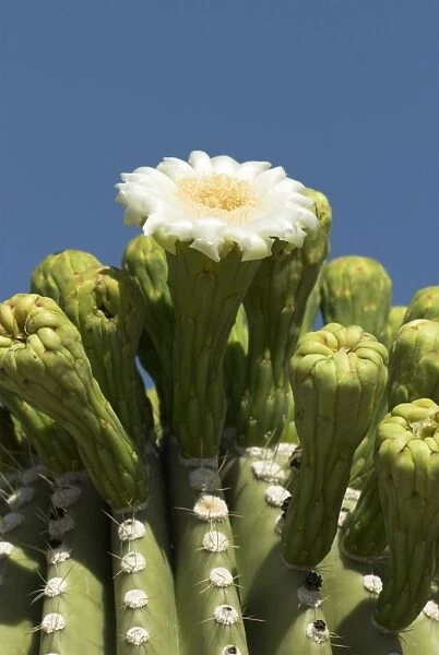 Close up of flower of Saguaro cactus Saguaro National Park, Arizona