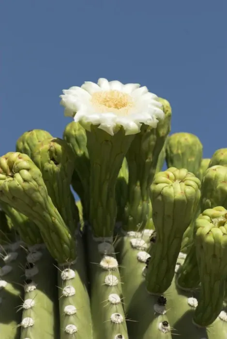 Framed Print : Close up of flower of Saguaro cactus Saguaro National Park, Arizona Framed Print : Close up of flower of Saguaro cactus Saguaro National Park, Arizona