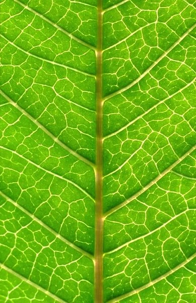 Close up of Leaf, showing veins