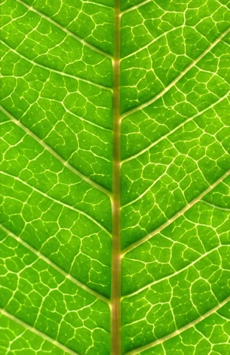 Framed Print : Close up of Leaf, showing veins Framed Print : Close up of Leaf, showing veins