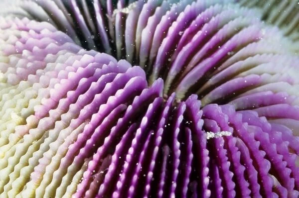This close up shows the mouth of a mushroom coral (Fungia sp). These are unusual corals in that the polyps are solitarye, not forming colonies and they are not attached to the sea bed, unlike most corals