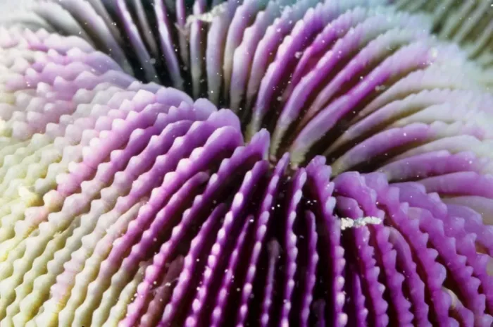 Framed Print : This close up shows the mouth of a mushroom coral (Fungia sp). These are unusual corals in that the polyps are solitarye, not forming colonies and they are not attached to the sea bed, unlike most corals Framed Print : This close up shows the mouth of a mushroom coral (Fungia sp). These are unusual corals in that the polyps are solitarye, not forming colonies and they are not attached to the sea bed, unlike most corals