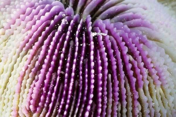 This close up shows the skeletal structure of a mushroom coral (Fungia sp). These are unusual corals in that the polyps are solitary, not forming colonies and they are not attached to the sea bed, unlike most of corals