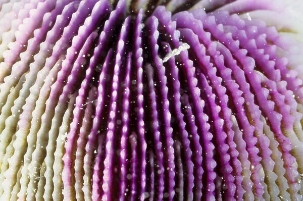This close up shows the skeletal structure of a mushroom coral (Fungia sp). These are unusual corals in that the polyps are solitary, not forming colonies and they are not attached to the sea bed, unlike most of corals