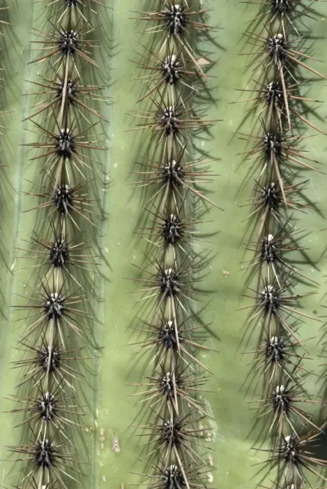 Framed Print : Close up of trunk of Saguaro cacti Saguaro National Park, Arizona